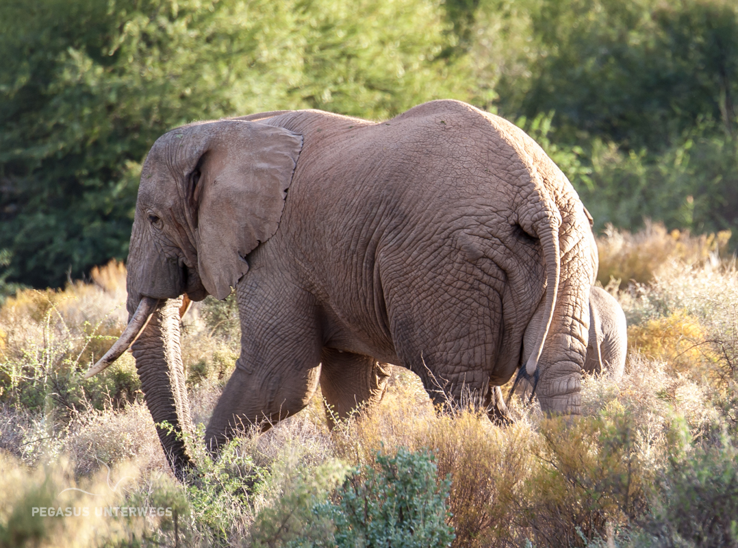 Elephantenmutter – Pegasus unterwegs