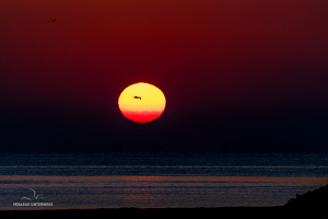 Möwe im Sonnenaufgang