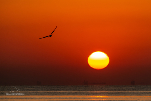 Möwe im Sonnenaufgang