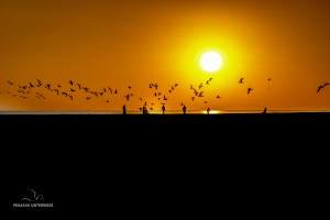 Möwe im Sonnenaufgang