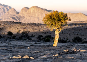 gebeutelter Baum