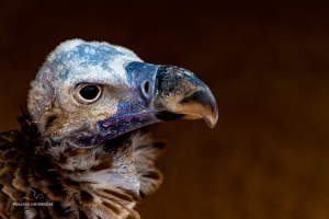 01-20241231-1248-Raubvoegel-Geierportrait-DSC 8118-Vulture-portrait