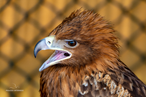 02-20241231-1249-Raubvoegel-schreiender-Falke-DSC 8136-screaming-hawk