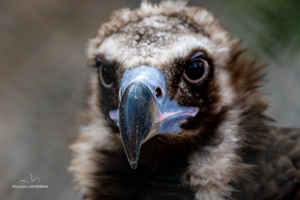 03-20241231-1239-Raubvoegel-Geier-frontal-DSC 8059-Vulture-frontal