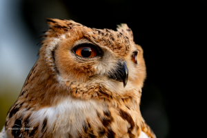 03-20250122-1650-Falkenshow-Eule-DSC 8654-Owl