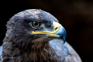 04-20250122-1714-Falkenshow-Raubvogel-DSC 8673-bird-of-prey