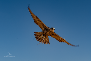 11-20250125-1422-Falkenwettbewerb-im-Flug-DSC 9037-in-flight