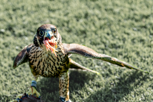 15-20250122-1610-Falkenshow-Beute-verschlingen-DSC 8618-Edit-Devour-prey