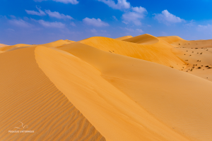 21-20250201-1125-Wueste-Liwa-Wueste-DSC00703 